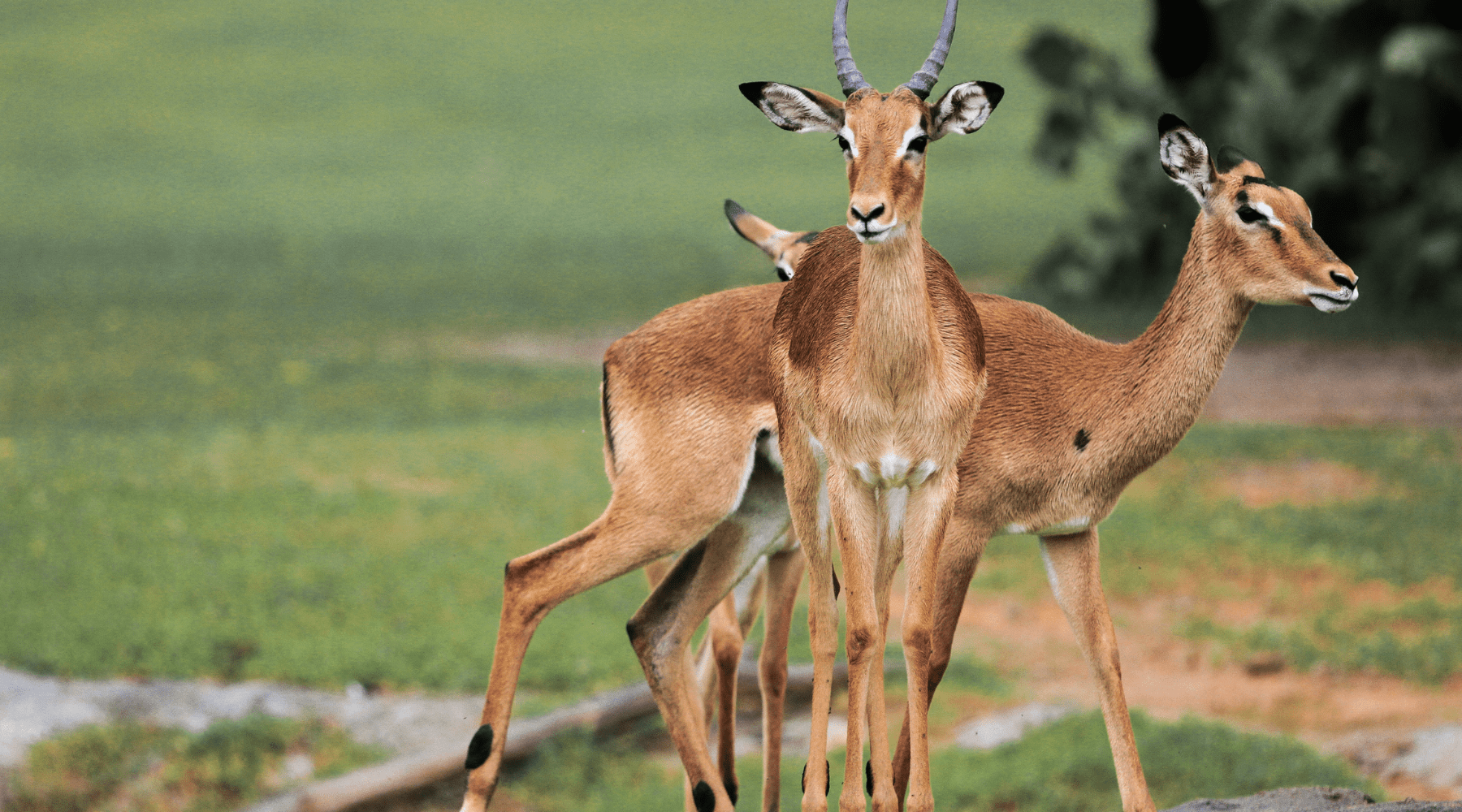 impala sauvage