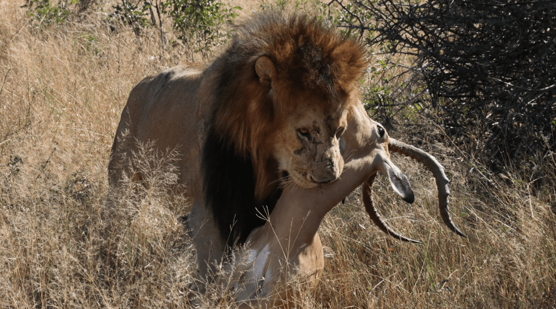 lion et antilope