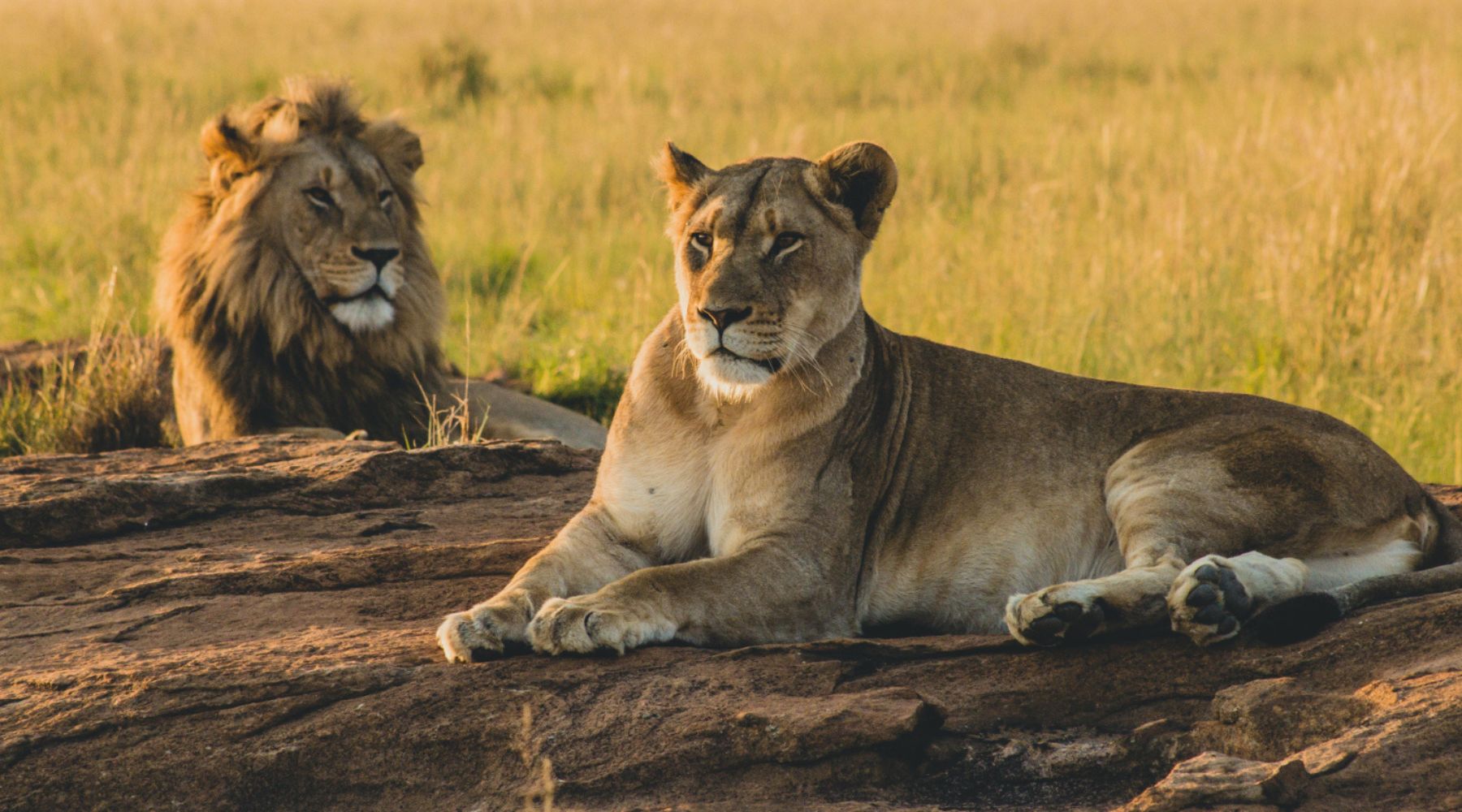 lion et lionne afrique