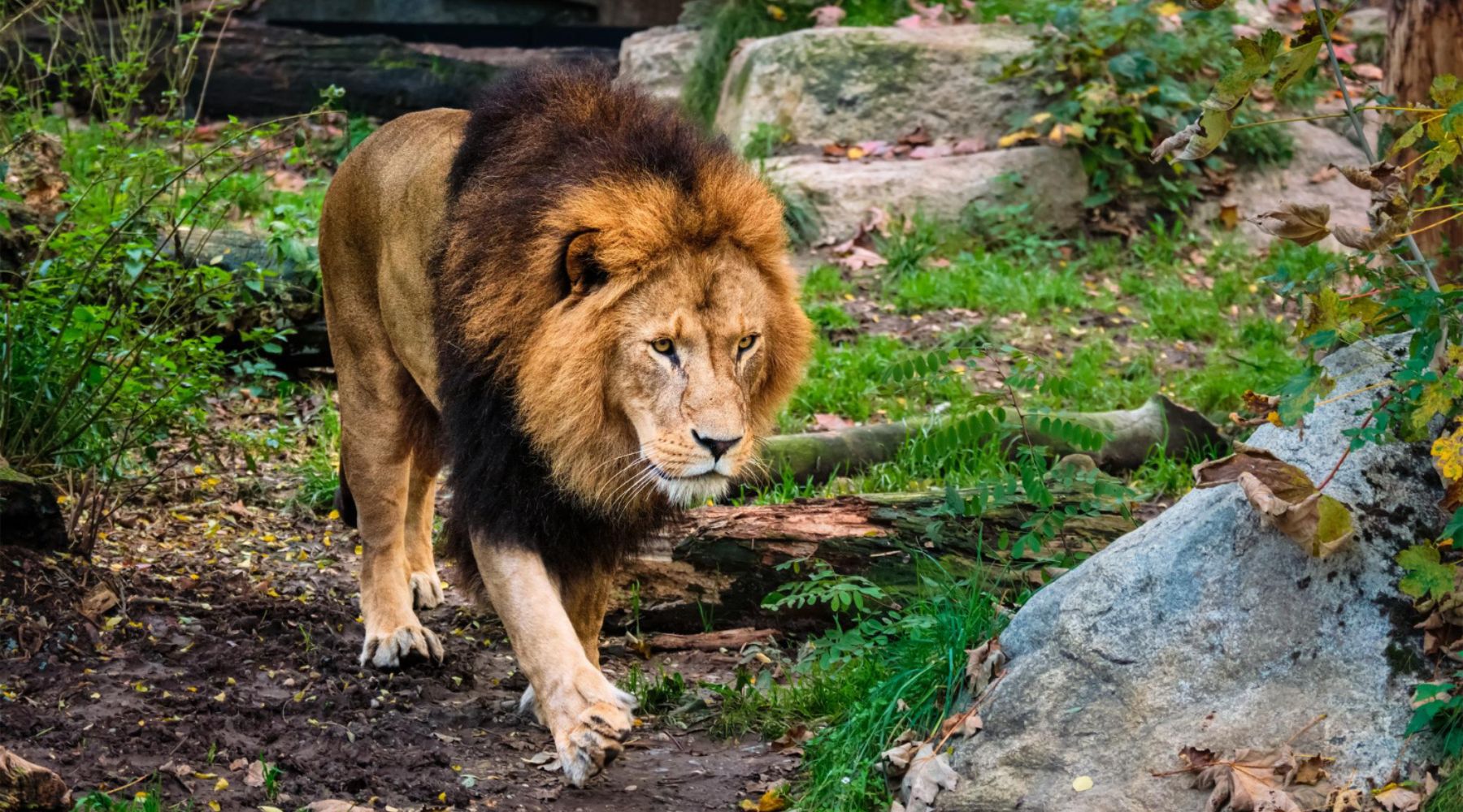 balade lion sauvage