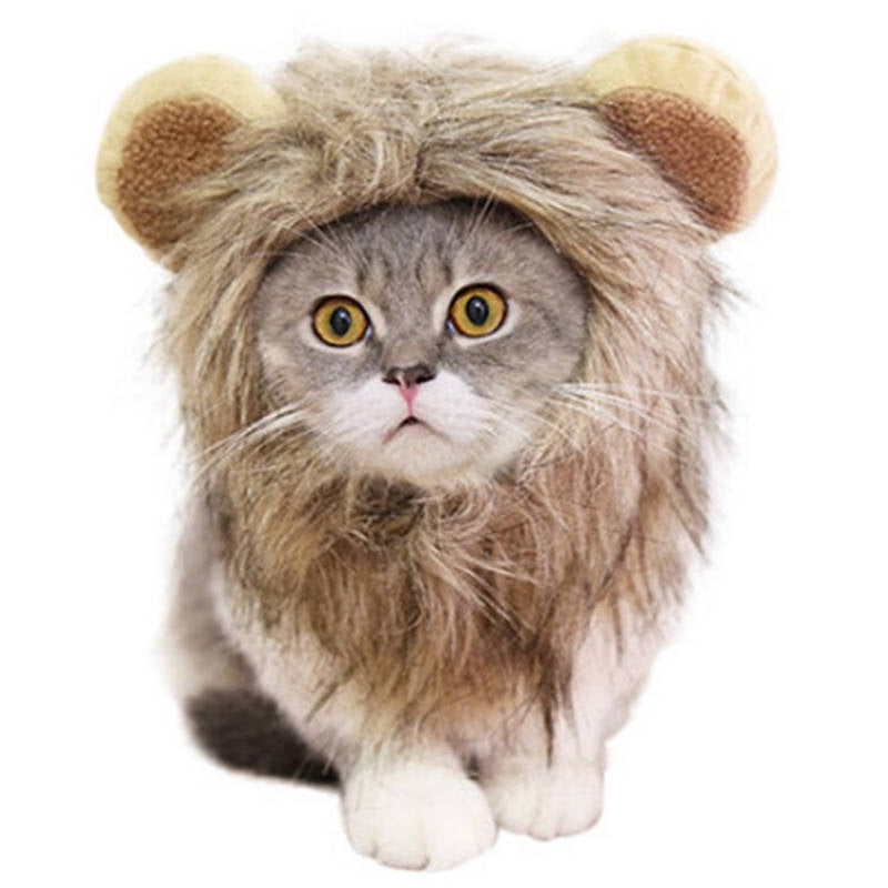 Chat Crinière de Lion 28cm