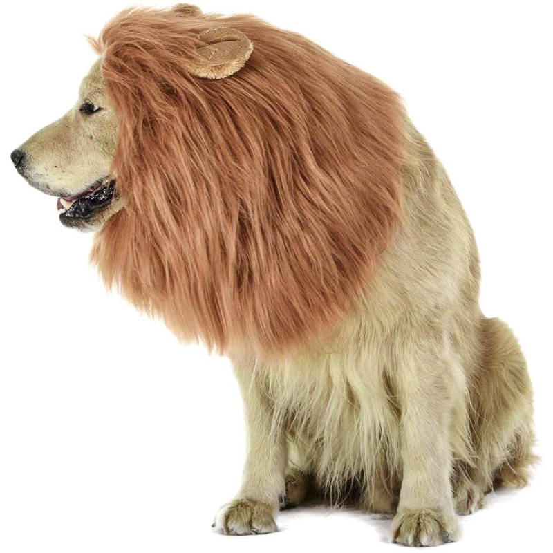 Crinière de Lion Chien Marron