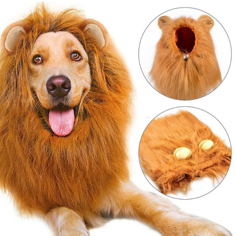 Crinière de Lion Chien