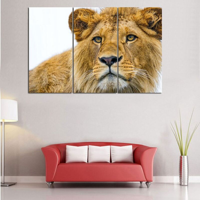 Lion en photo sur cadre.