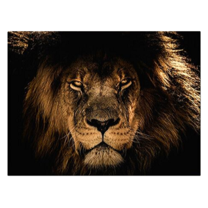 Canva lion en couleur.