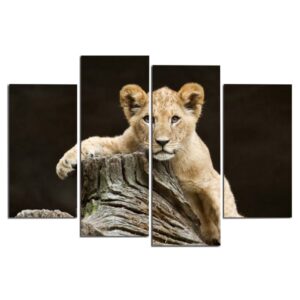 Tableau Jeune Lion Toile décoration d'intérieur