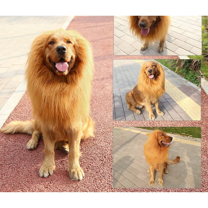 Crinière Lion Grand Chien photo