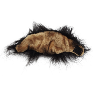 Chat Crinière de Lion Noire intérieur