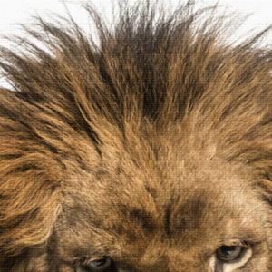 Détails crinière lion sur toile.