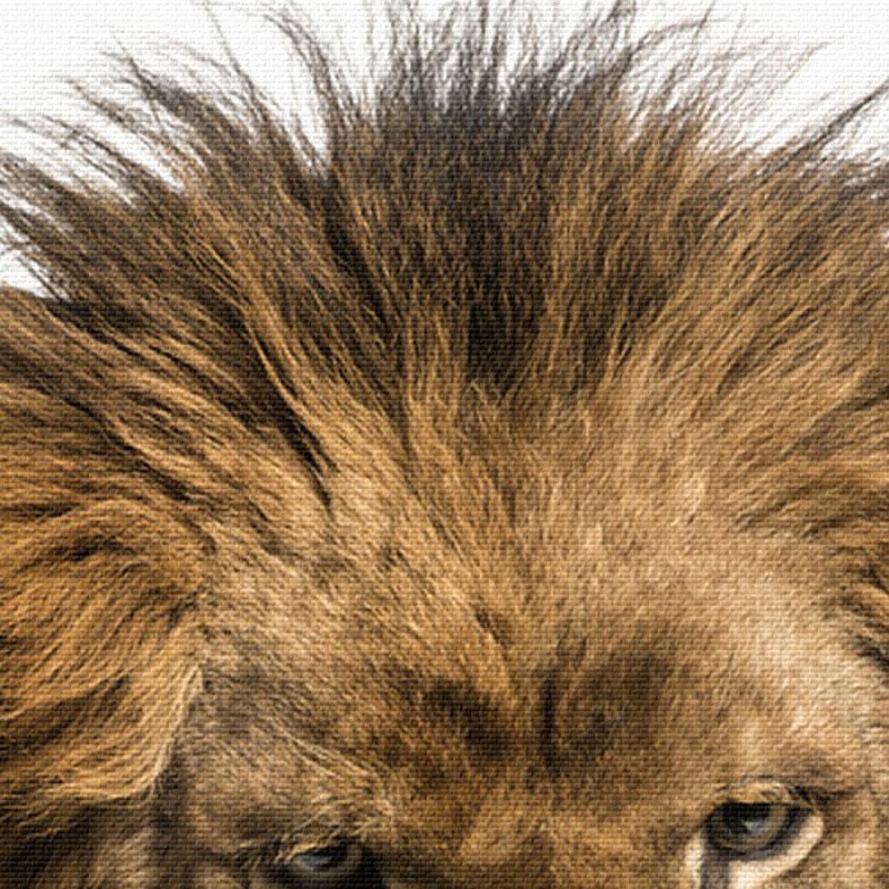 Détails crinière lion sur toile.
