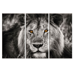 Toile déco lion noir et blanc.