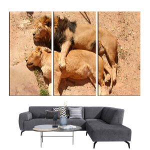Tableau Lion et Lionne Sommeil