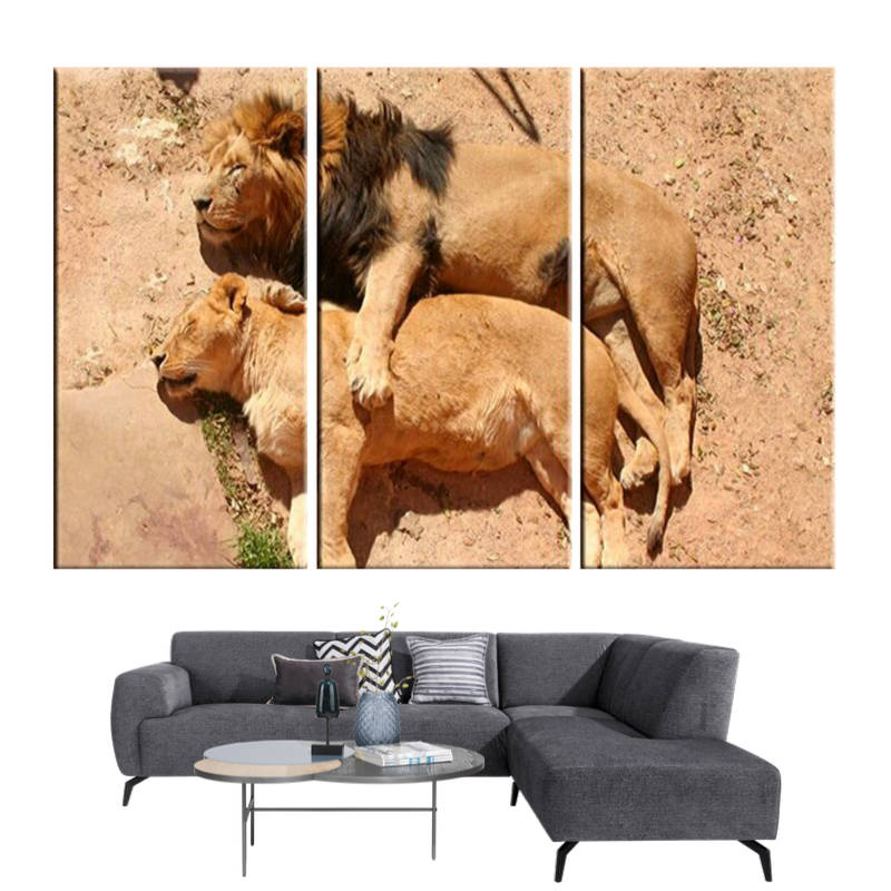 Tableau Lion et Lionne Sommeil | Lion Royaume