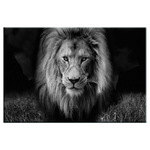 Toile tête de lion noir et blanc.