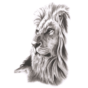 Tatouage Éphémère Lion Rêveur