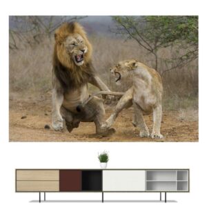 Toile Lion Lionne
