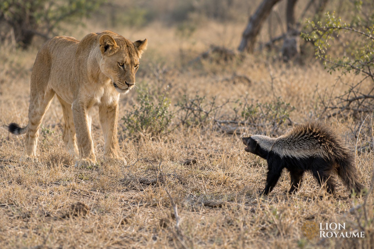 Jeune lionne qui observe à distance un ratel dressé face à elle dans l'herbe sèche