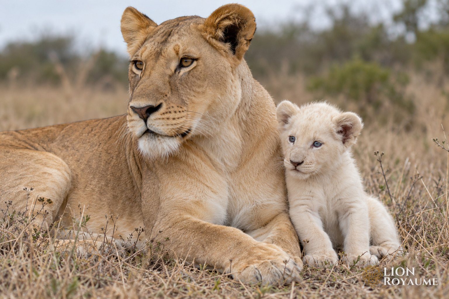 Lionne fauve allongée avec un lionceau blanc aux yeux bleu-gris dans les herbes sèches