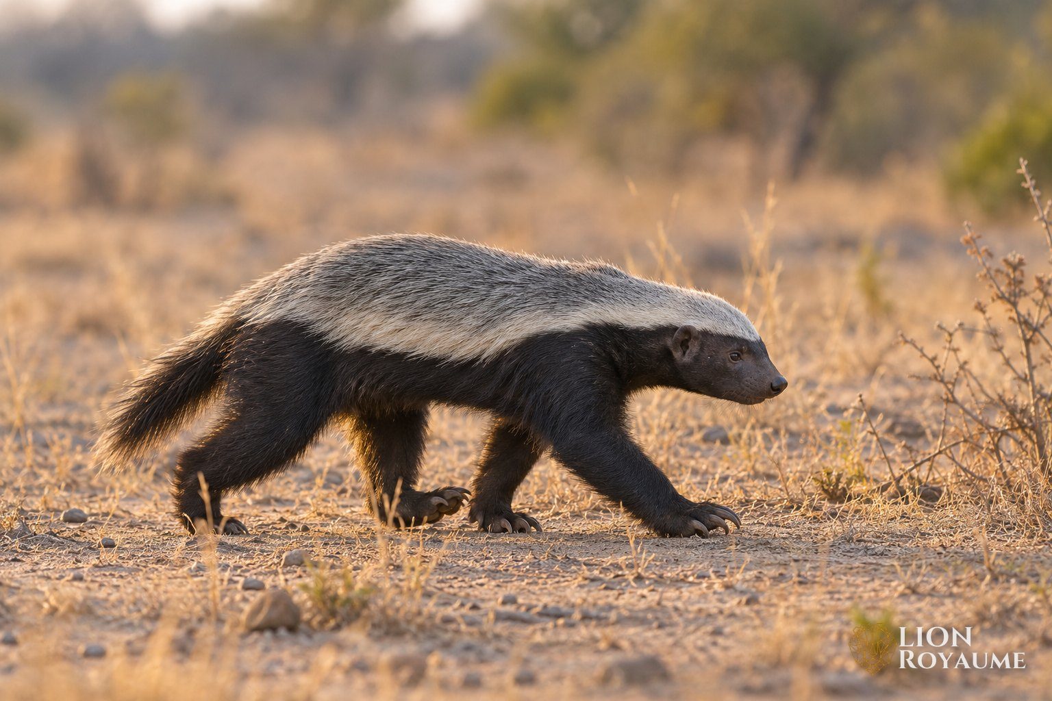 Ratel adulte au dos gris clair marchant sur un sol sec de la savane africaine